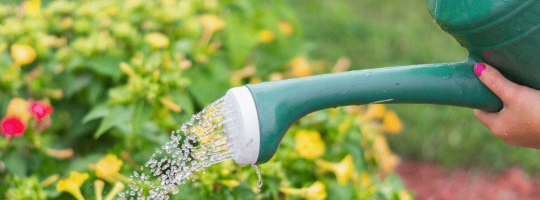 Water Conservation in the Yard and Garden