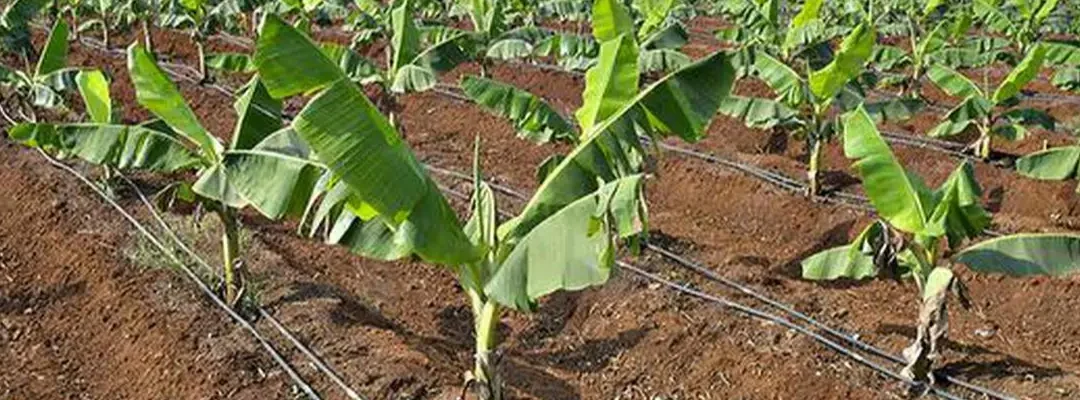 Drip Irrigation is Saving India From Drought
