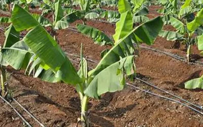 Drip Irrigation is Saving India From Drought