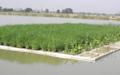 Floating Wetland and Waste Water Treatment in India