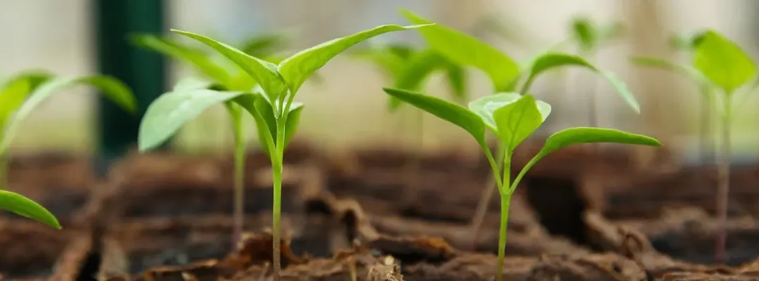 Sustainable Procurement