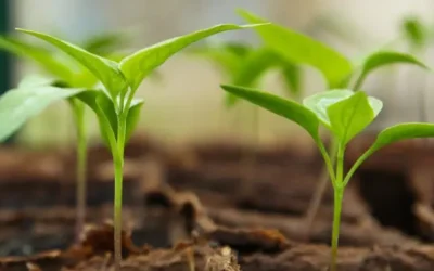 Sustainable Procurement