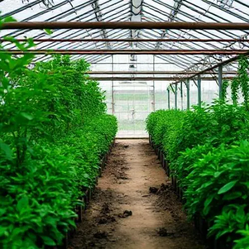 Greenhouses